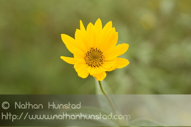 Flower_2008-09-27_IMG_2133